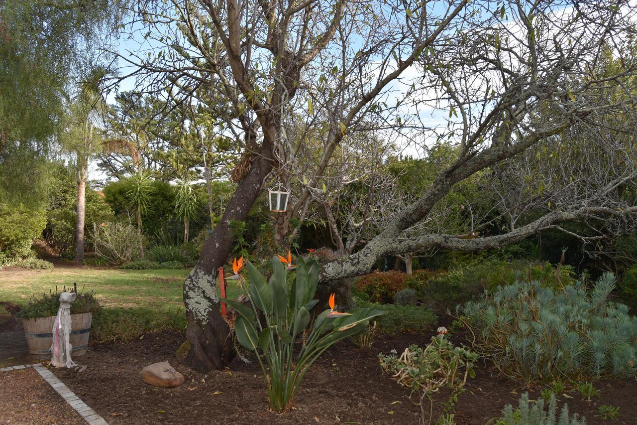 Almond Cottage Bed & Breakfast Somerset West Εξωτερικό φωτογραφία