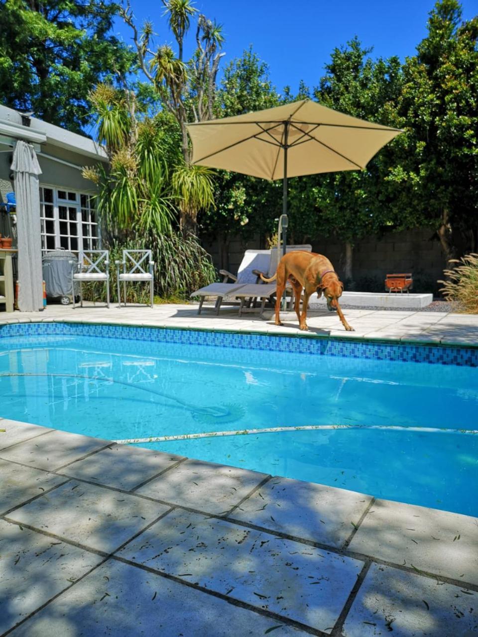 Almond Cottage Bed & Breakfast Somerset West Εξωτερικό φωτογραφία