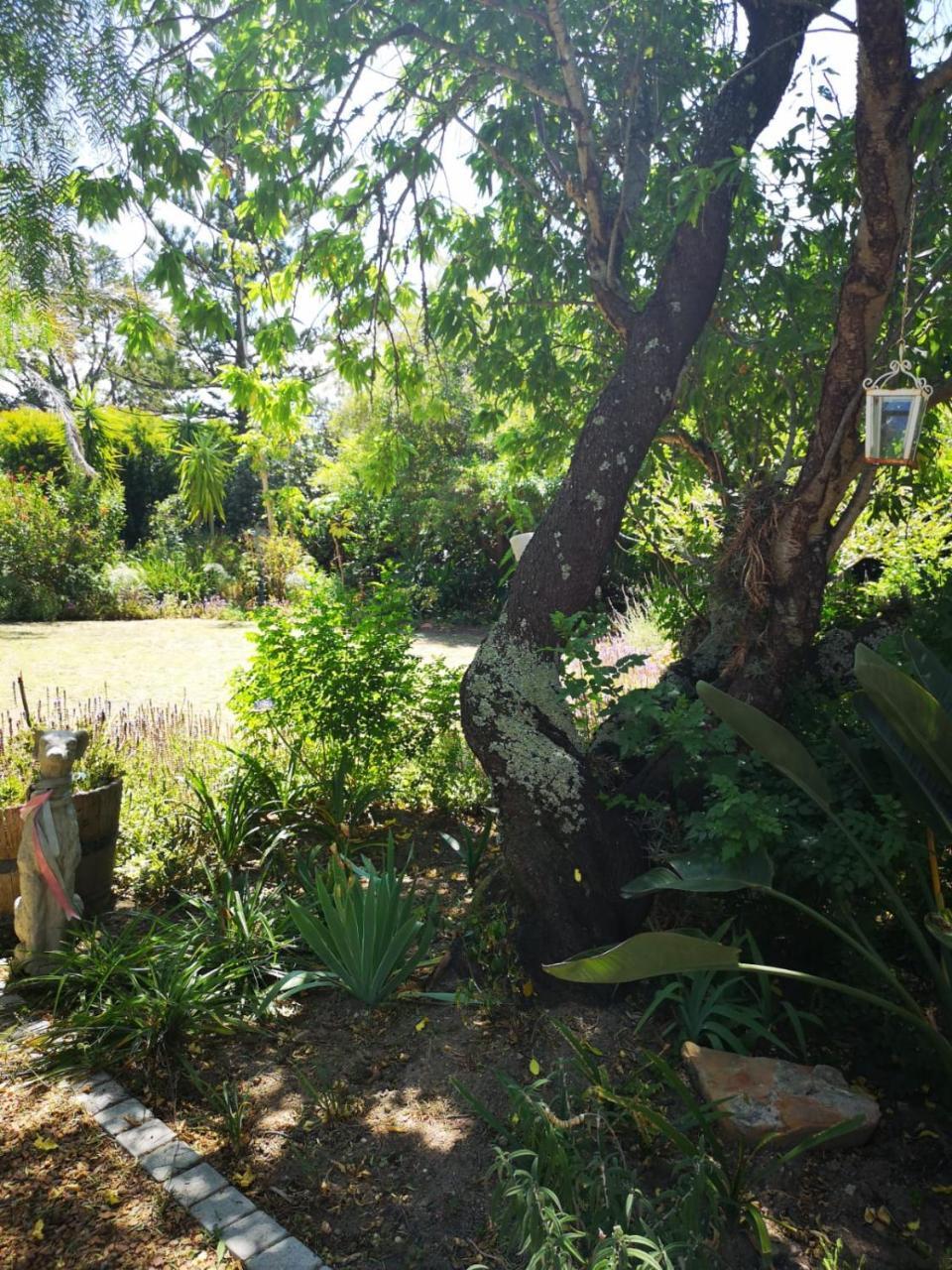 Almond Cottage Bed & Breakfast Somerset West Εξωτερικό φωτογραφία